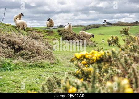 Pecora tra la gola nel campo Foto Stock