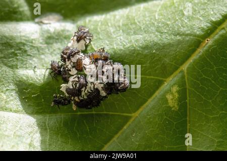 Harlequin ladybird larvae (Harmonia axyridis) avendo appena covato e ancora aggrappato alle loro uova, Regno Unito Foto Stock