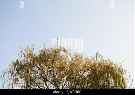 Un salice piangente in autunno contro un cielo Foto Stock