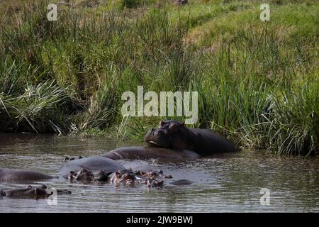 Ippopotamo (ippopotamo anfibio), famiglia nello stagno, Cratere di Ngorongoro, Tanzania, e Africa, Di Dembinsky Photo Assoc Foto Stock