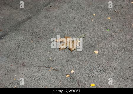 sul pavimento si trova una foglia di acero marrone autunnale solitario Foto Stock
