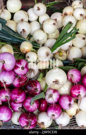 Vendetta di cipolle, cultivar, mercato agricolo, USA, di James D Coppinger/Dembinsky Photo Assoc Foto Stock