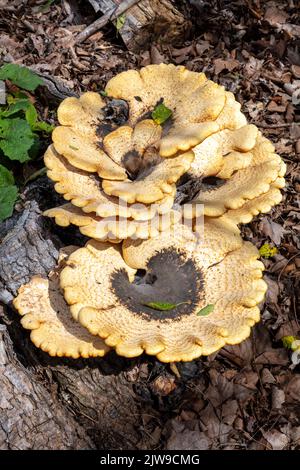 Dryad's Saddle Mushrooms (Polyporus squamosus), crescendo su albero morto, e USA, di James D Coppinger/Dembinsky Photo Assoc Foto Stock