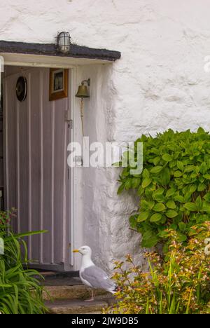 Gabbiano in attesa di nutrire quotidianamente, Coverack , Cornovaglia. Foto Stock