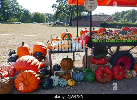 Uno stand di vendita di zucca nei Paesi Bassi. La vendita si basa sulla fiducia. I prezzi si trovano sulle zucche e c'è una banca di porcellini per mettere il denaro. Foto Stock