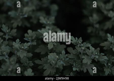 Defocus hrysanthemum frondoli. Germogli giovani con foglie senza fiori Chrysanthemum. Struttura verde scuro. Sfondo con motivi floreali. Fuori fuoco. Foto Stock