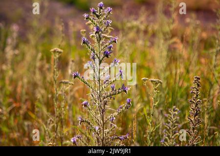 Bella adulgare di Echium vulgare, conosciuta come Blueweed che cresce sul prato. Natura estiva. Foto Stock