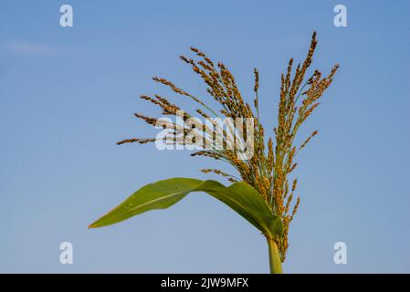 Miglio di Proso dorato Panicum miliaceum testa di semi matura nel campo estivo cielo blu pianta Moldova Foto Stock