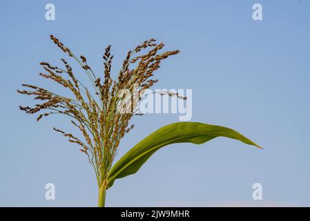 Miglio di Proso dorato Panicum miliaceum testa di semi matura nel campo estivo cielo blu pianta Moldova Foto Stock