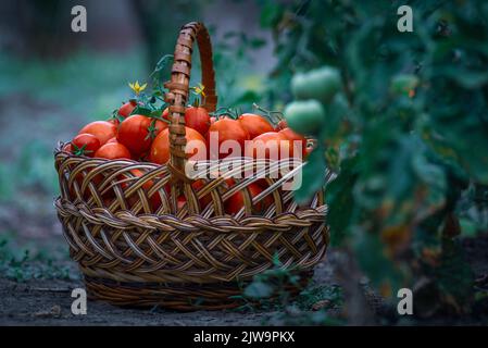 Cestino pieno di pomodori rossi vicino alle piante. Cestino di vimini appena raccolto. Rurale o stile rustico. Raccolto ricco processo serra vegetale organico ga Foto Stock