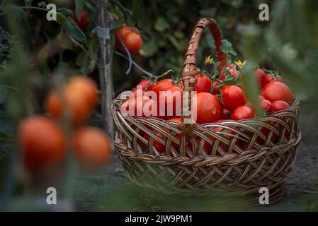 Cestino pieno di pomodori rossi vicino alle piante. Cestino di vimini appena raccolto. Rurale o stile rustico. Raccolto ricco processo serra vegetale organico ga Foto Stock