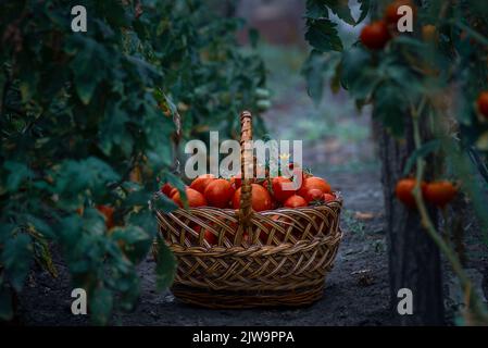 Cestino pieno di pomodori rossi vicino alle piante. Cestino di vimini appena raccolto. Rurale o stile rustico. Raccolto ricco processo serra vegetale organico ga Foto Stock