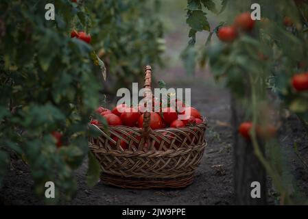 Cestino pieno di pomodori rossi vicino alle piante. Cestino di vimini appena raccolto. Rurale o stile rustico. Raccolto ricco processo serra vegetale organico ga Foto Stock