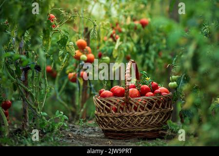 Cestino pieno di pomodori rossi vicino alle piante. Cestino di vimini appena raccolto. Rurale o stile rustico. Raccolto ricco processo serra vegetale organico ga Foto Stock