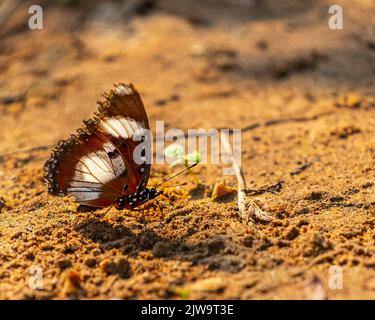 Una melanzana Danaid seduta a terra e riposante Foto Stock