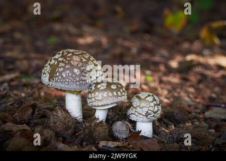 Amanita excelsa è funghi commestibili cresce nelle foreste dell'Europa centrale. Foto Stock