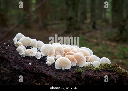 Crepidotus è funghi imedibili. Funghi non coltivati provenienti dall'Europa centrale. Foto Stock