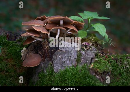 Psatirella piluliformis ceppo comune Brittletem fungo non commestibile. Fungo rossastro-marrone che cresce ripidamente in grandi gruppi. Foto Stock