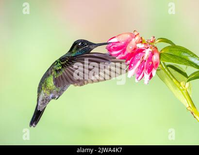 Orecchio singolo viola o viola di montagna con le ali in avanti Foto Stock