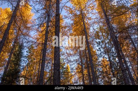 Splendidi alberi di larice giallo dorato nell'area di Blewett Pass dello stato di Washington in autunno Foto Stock