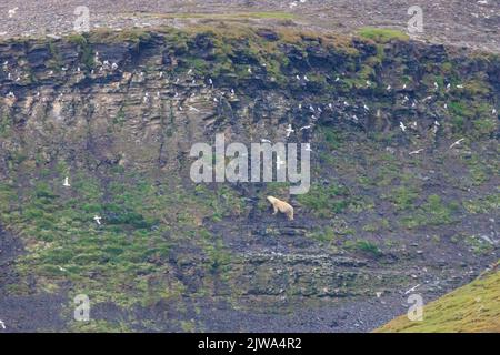 un orso polare mostra un comportamento insolito arrampicandosi su una scogliera a strapiombo alla ricerca di pulcini e uova in una colonia di kittiwake a kapp waldburg barentsoya svalbard Foto Stock