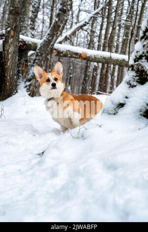 Corgi gallese Pembroke nella foresta invernale Foto Stock