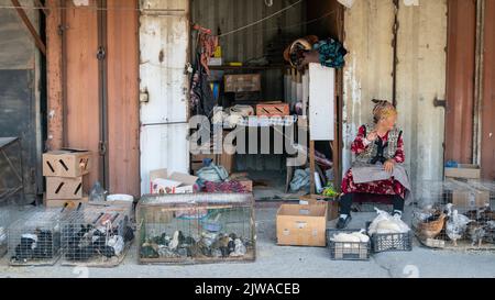 OSH, Kirghizistan - Maggio 2022: Vecchia donna che vende pollo e galli in gabbie in un bazar alimentare locale Foto Stock