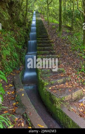 Levada do furado a Ribeiro Frio, Madeira, Portogallo. Foto Stock