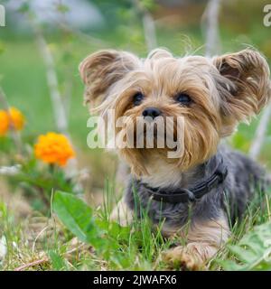 Yorkshire Terrier cucciolo si trova nella bassa erba primaverile vicino ai fiori. Divertente piccolo cucciolo di York sulla fotografia dell'ora d'oro. Foto Stock