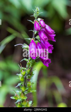 Guanti di volpe (digitale purpurea) Madeira, Portogallo Foto Stock