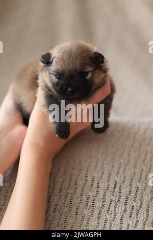 piccolo cucciolo neonato sulla mano di una donna Foto Stock