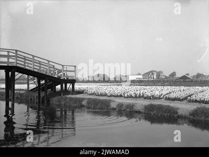 Vista di alcuni campi di lampadine nell'area di Hillegom. Foto Stock