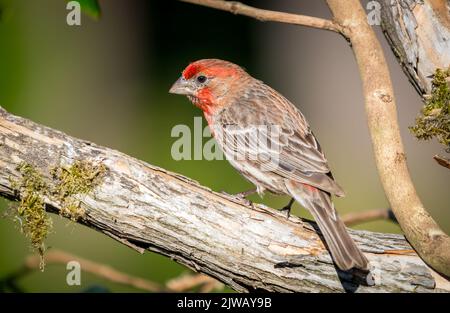 Un finch casa ' Haemorhous mexicanus ' cerca cibo su rami di albero Foto Stock