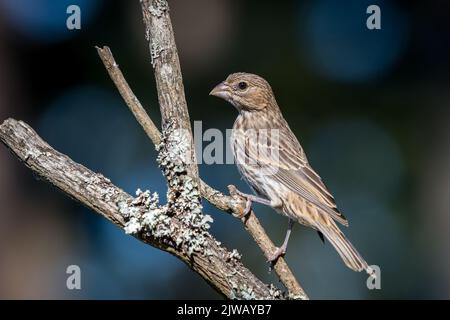 Un finch casa ' Haemorhous mexicanus ' cerca cibo su rami di albero Foto Stock