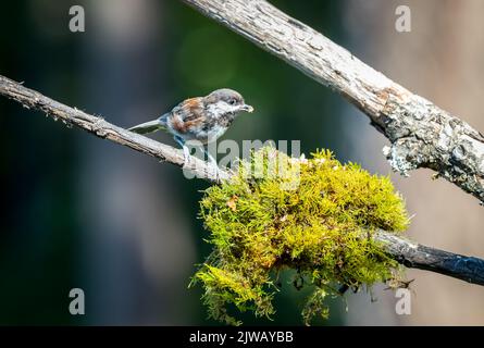 Un chickadee di castagno ' Poecile rufescens ' cerca cibo nel bosco. Foto Stock