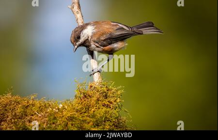 Un chickadee di castagno ' Poecile rufescens ' cerca cibo nel bosco. Foto Stock