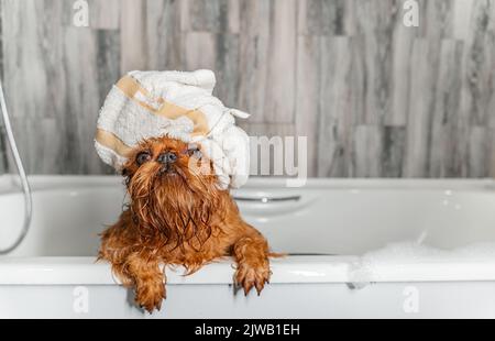 bruxelles griffon cane dopo bagno con asciugamano avvolto intorno alla testa. Foto di alta qualità Foto Stock