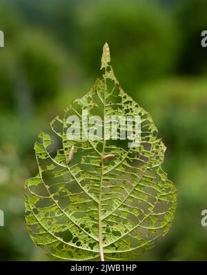 immagine di una foglia di actinidia con buchi mangiati dai pilastri, due pilastri mangiano la foglia. Foto di alta qualità Foto Stock