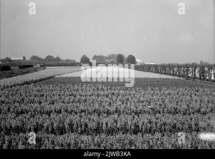 Vista di alcuni campi di lampadine nell'area di Hillegom. Foto Stock