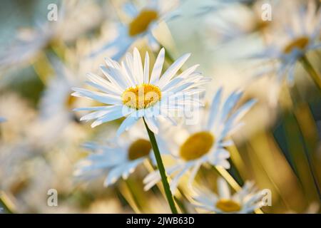 Daisy - Marguerite. Foto del giardino - la bella Daisy - Marguerite. Foto Stock