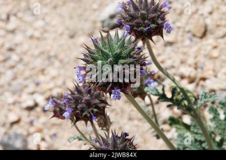 Infiorescenze di testa di cimose a fiore blu di Chia, Salvia Columbariae, Lamiaceae, erbe native annuali nel deserto del bacino del Pinto, Springtime. Foto Stock