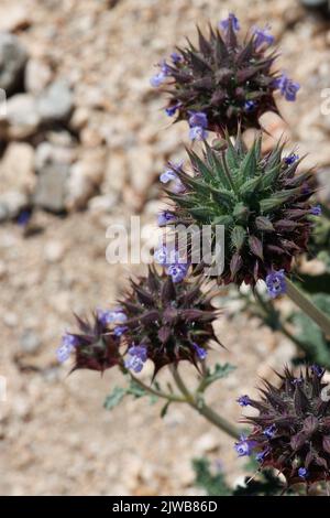 Infiorescenze di testa di cimose a fiore blu di Chia, Salvia Columbariae, Lamiaceae, erbe native annuali nel deserto del bacino del Pinto, Springtime. Foto Stock