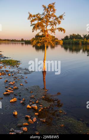 Alberi sulla costa del lago Patriot come i tramonti a Shelby Farms Park, Memphis, Tennessee. Il 3 settembre 2022. Foto Stock