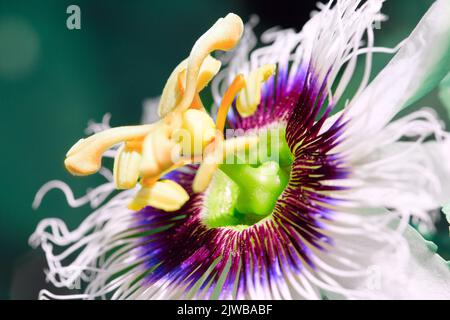 Frutto della passione fiore. Immagine in primo piano. Foto Stock