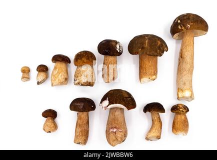 Un certo numero di funghi forestali di diverse dimensioni e forme su un fondo bianco semplice. Un sacco di funghi bianchi. Foto di alta qualità Foto Stock