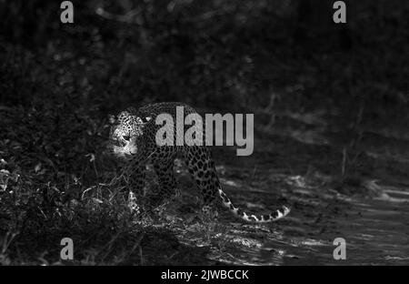 Leopardi dello Sri Lanka in natura Foto Stock