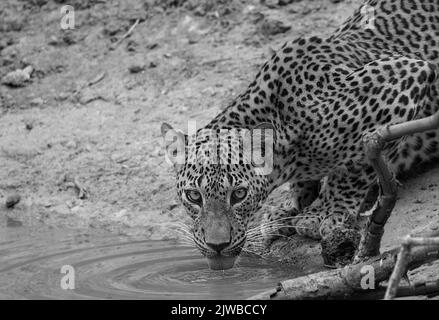 Leopardi dello Sri Lanka in natura Foto Stock