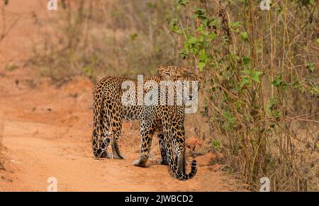 Leopardi dello Sri Lanka in natura Foto Stock