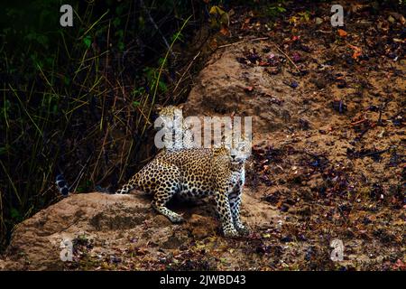 Leopardi dello Sri Lanka in natura Foto Stock