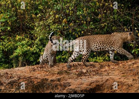 Leopardi dello Sri Lanka in natura Foto Stock